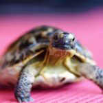 turtle, tortoise, shell, terrestrial, nature, greek, curious, reptile, animal