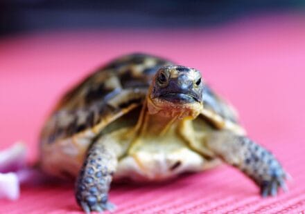 turtle, tortoise, shell, terrestrial, nature, greek, curious, reptile, animal