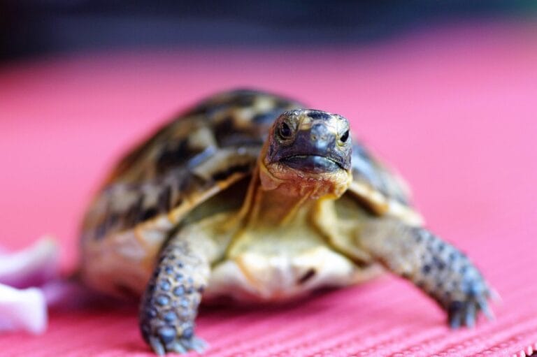 Sometimes Slowing Down is the Secret to Catching Up